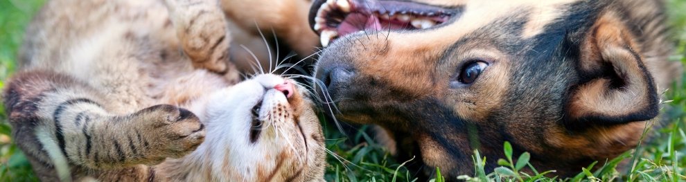 Mietrecht & Haustiere: Ist Tierhaltung in der Mietwohnung erlaubt?