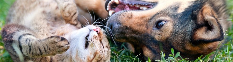 Was Besitzer zur Maulkorbpflicht für Hunde wissen müssen