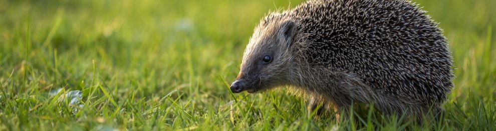 Tierschutz für Igel: Wie richtige Hilfe aussieht!