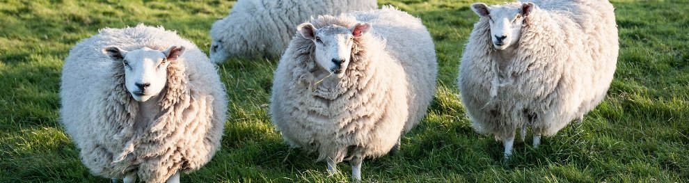 Verkehrsregeln: In Island sind Schafe Verkehrsteilnehmer