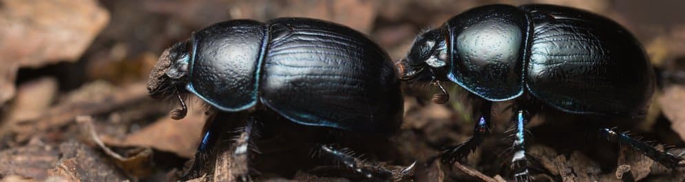 Rote Liste der Käfer: Welche Arten sind bedroht?