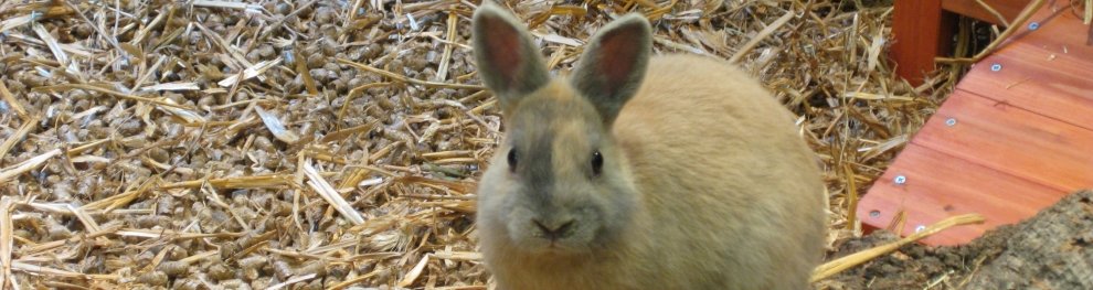 Kaninchen & Hasen vertreiben: Ist dies erlaubt?