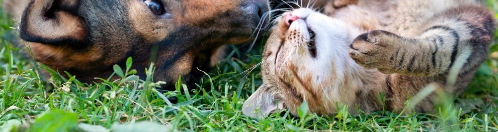 Katzenschutz: Wie sieht Tierschutz für Katzen aus?