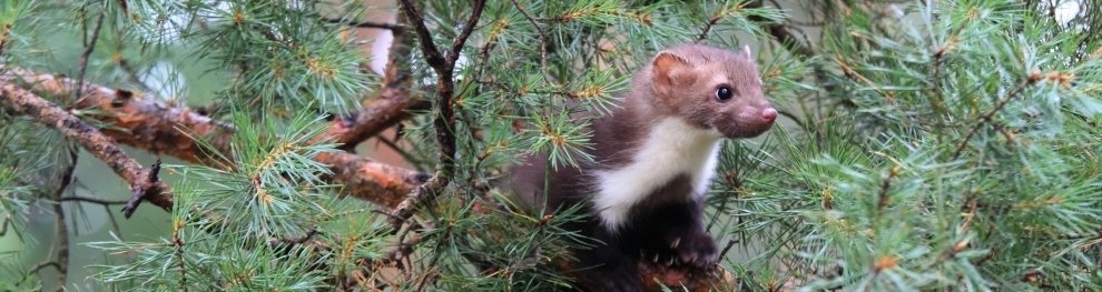 Marder unter Naturschutz - Tierschutz-Bußgeldkatalog 2024