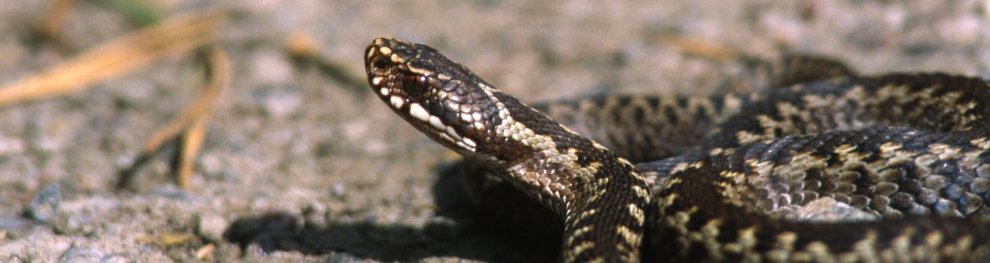 Artenschutz – Reptilien sind bedrohte Tierarten