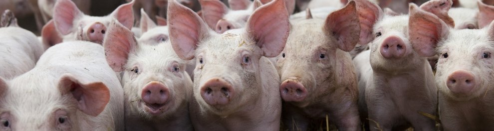 Freiland- oder Massentierhaltung beim Schwein