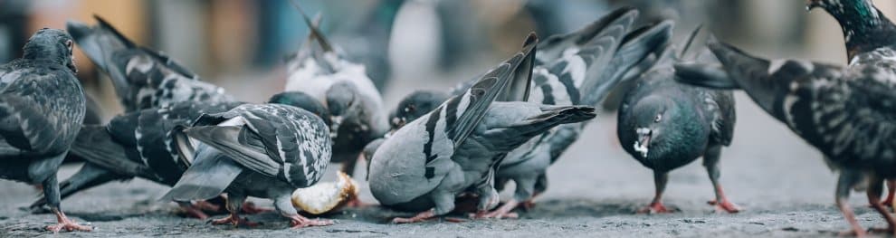 Tauben füttern: Erlaubt oder verboten?