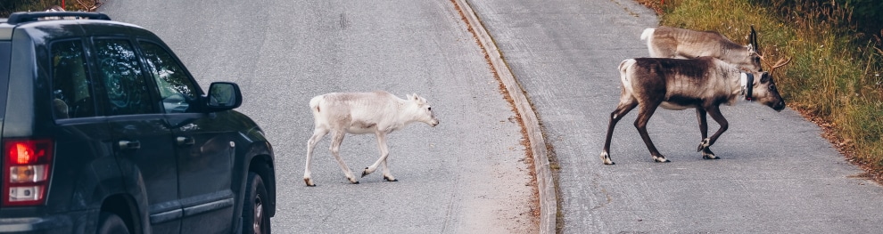 Dachs überfahren: Welche Vorschriften gelten bei einem solchen Unfall?