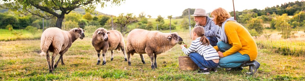 Tiere füttern in der Stadt – Was ist erlaubt?