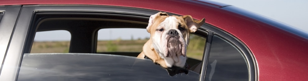 Hund im Auto alleine lassen: Wann das strafbar ist