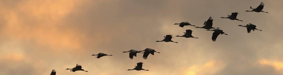 Vogelschutz: Welcher Vogel gilt als bedroht?