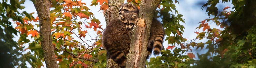 Steht der Waschbär unter Naturschutz?