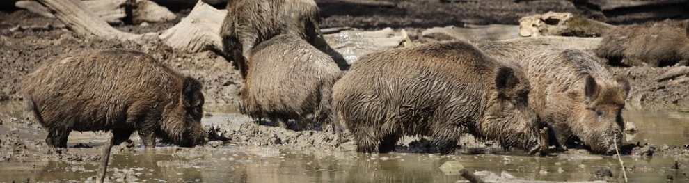 Wildschweine vertreiben – Ist das erlaubt?