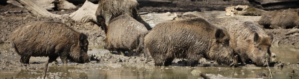 Wildschweine füttern: Darum sollten Sie es lassen