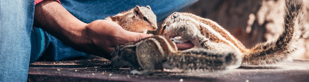 Wildtiere füttern: Per Gesetz verboten?