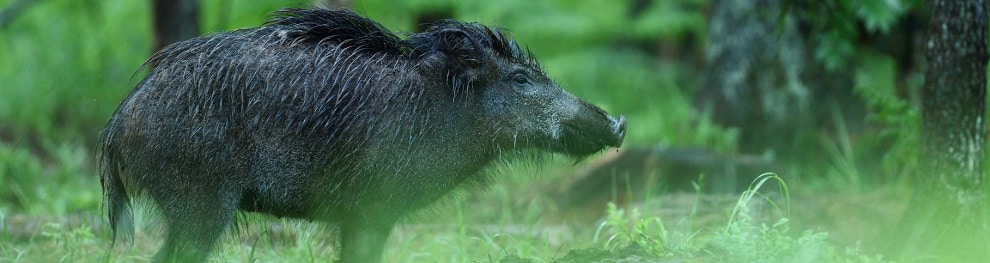 Vorsicht Wildwechsel! So verhalten Sie sich richtig!