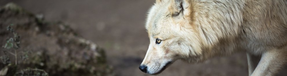 Steht der Wolf unter Naturschutz?