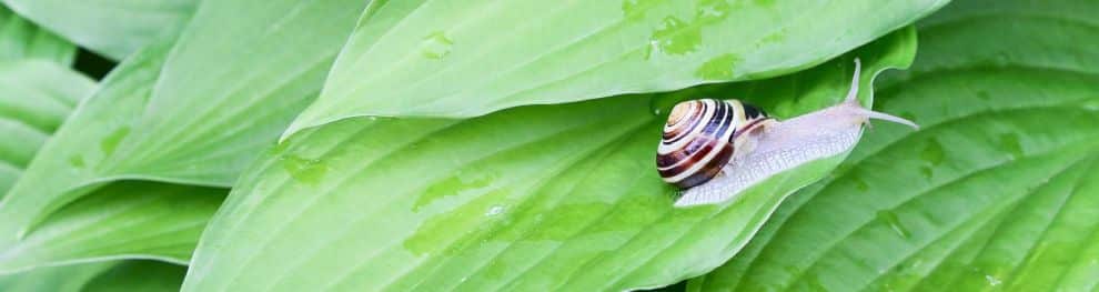 Stehen Schnecken und Muscheln unter Artenschutz?