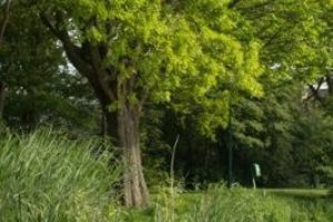 Wer die Hecke schneiden will, muss den Vogelschutz und Naturschutz beachten.