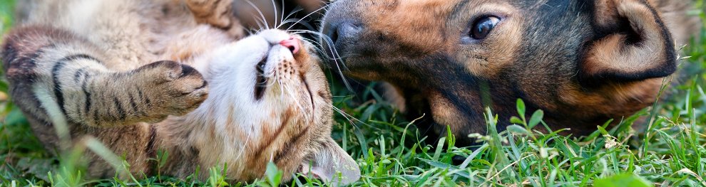 Mit dem Heimtierausweis können auch Tiere problemlos reisen