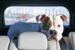 Hitze im Auto stellt für Hunde, Katzen & Co eine große Bedrohung dar.