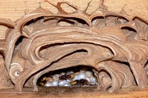 Hornisse im Nest