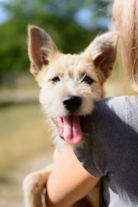 Egal wie süß das Tier ist: Der Hund auf dem Spielplatz ist verboten.