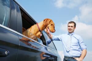 Hund im Auto erholt sich von der Hitze