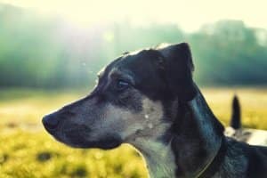 Ob der Hund am Fahrrad laufen kann, hängt auch von dessen Rasse ab.