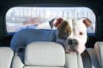 Darf man seinen Hund im Auto lassen?