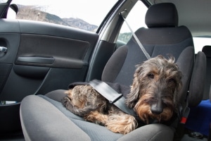 Hund im Auto lassen: Wie lange dies gut geht, hängt vor allem von den Witterungsbedingungen ab.