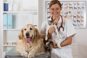 Einige Haustierbesitzer entscheiden sich für eine Impfung, damit sich Katze und Hund nicht mit Tollwut infizieren.