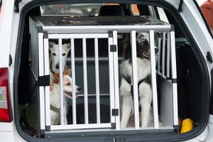 Einen Hund richtig transportieren: Auch hier muss die Ladungssicherung gewährleistet sein.