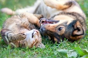 Hunde müssen einen Maulkorb und eine Leine tragen, wenn Sie in der Öffentlichkeit unterwegs sind.