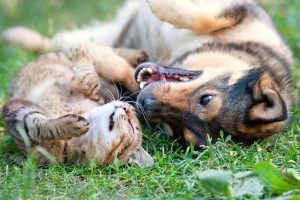 Hunde müssen einen Maulkorb und eine Leine tragen, wenn Sie in der Öffentlichkeit unterwegs sind. 