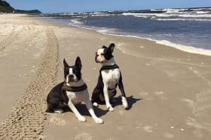 Ob auf der Straße oder im Garten: Hundekot zu entsorgen ist Pflicht.