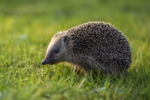 Experten gehen davon aus, dass in Deutschland jedes Jahr zwischen einer halben und einer Millionen Igel überfahren werden.