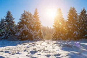 Illegal Weihnachtsbäume zu fällen kann ein Bußgeld nach sich ziehen.
