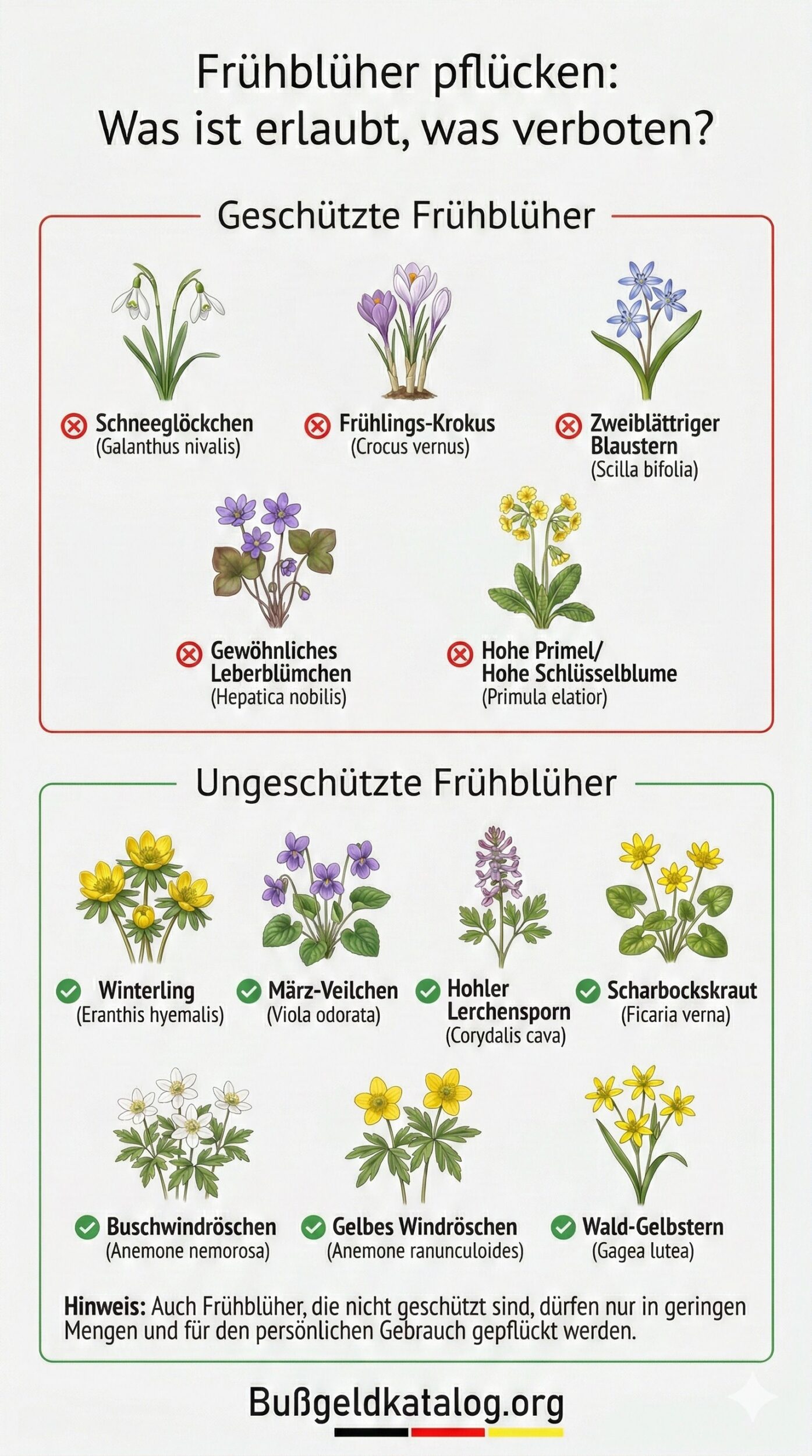 Welche Frühblüher stehen in Deutschland unter Naturschutz?