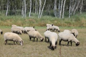 Die Jagd auf Wölfe ist verboten, auch wenn sie Nutztiere wie Schafe reißen