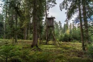 Jagen ohne Jagdschein: Diese Strafe droht