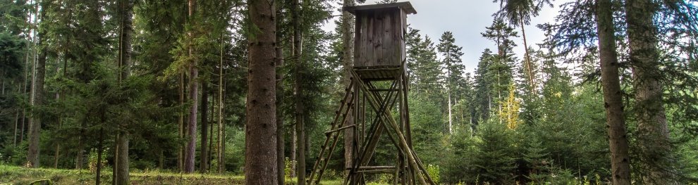 Was Sie für einen Jagdschein als Bedingungen erfüllen müssen