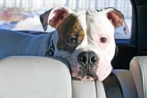 Als Kampfhunde gelten auch Mischlinge, die aus Kreuzungen mit diesen Rassen entstanden sind.