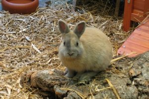 Schlachtet kaninchen frau Hasen schlachten