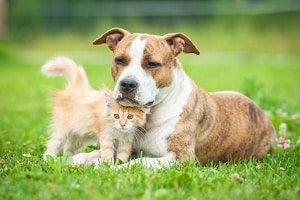 Haben Sie einen Hund oder eine Katze überfahren, kann eine Fahrerflucht nicht automatisch ausgeschlossen werden.