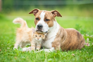 Katze überfahren was tun