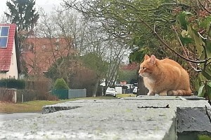 Tiere am Straßenrand: Rennen dies plötzlich los, kann es passieren, dass eine Katze überfahren wird. 