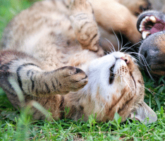 Katzenschutz: Wie sieht Tierschutz für Katzen aus?