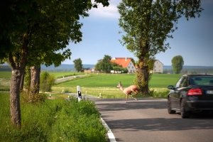 Besondere Gefahr auf einer Landstraße: in einen Wildunfall verwickelt zu werden.