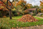 Laub korrekt entsorgen: Im Herbst reicht die Biotonne meist nicht mehr aus.